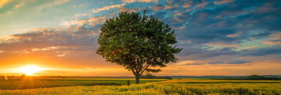 FLS_0001_disparo-gran-angular-solo-arbol-que-crece-cielo-nublado-puesta-sol-rodeada-cesped.jpg